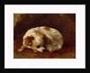 A Papillon by Henriette Ronner-Knip
