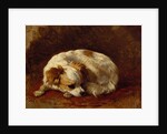A Papillon by Henriette Ronner-Knip