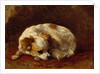 A Papillon by Henriette Ronner-Knip