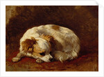 A Papillon by Henriette Ronner-Knip