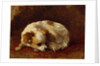 A Papillon by Henriette Ronner-Knip