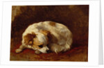 A Papillon by Henriette Ronner-Knip