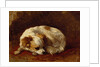 A Papillon by Henriette Ronner-Knip