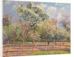 Pear Trees in Bloom, Eragny; Poiriers en fleur, Eragny, 1894 by Camille Pissarro