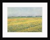 The Plain of Gennevilliers, Yellow Fields; La plaine de Gennevilliers, champs jaunes, 1884 by Gustave Caillebotte