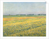 The Plain of Gennevilliers, Yellow Fields; La plaine de Gennevilliers, champs jaunes, 1884 by Gustave Caillebotte