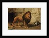 A Lion Guarding his Den, 1886 by George Goodwin Jnr Kilburne