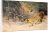 A Pride of Lions on the Prowl by Wilhelm Kuhnert