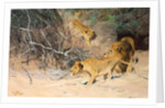 A Pride of Lions on the Prowl by Wilhelm Kuhnert