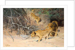 A Pride of Lions on the Prowl by Wilhelm Kuhnert