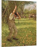 Shaking Down Cider Apples by Henry Herbert La Thangue