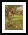 Shaking Down Cider Apples by Henry Herbert La Thangue