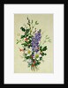 Spray of Dogrose, Holly, Mistletoe and Larkspur by Albert Williams