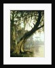In the Bayou by Joseph Rusling Meeker