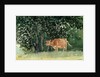 Cow in Pasture, 1878 by Winslow Homer