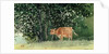 Cow in Pasture, 1878 by Winslow Homer
