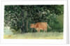 Cow in Pasture, 1878 by Winslow Homer