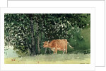 Cow in Pasture, 1878 by Winslow Homer
