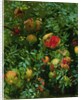Pomegranates, Majorca, c.1908 by John Singer Sargent