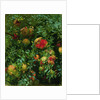 Pomegranates, Majorca, c.1908 by John Singer Sargent
