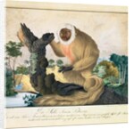 The Saki Monkey, 1835 by Aloys Zotl