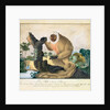 The Saki Monkey, 1835 by Aloys Zotl