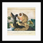 The Saki Monkey, 1835 by Aloys Zotl