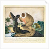 The Saki Monkey, 1835 by Aloys Zotl