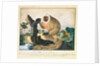 The Saki Monkey, 1835 by Aloys Zotl