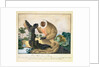 The Saki Monkey, 1835 by Aloys Zotl
