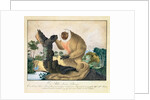 The Saki Monkey, 1835 by Aloys Zotl