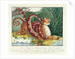 The Tiger and the Boa Constrictor, 1835 by Aloys Zotl