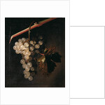 A Bunch of Grapes Hanging before a Stone Wall, 1709 by Simon Peeterz Verelst