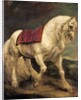 A bridled grey stallion, with a saddle cloth and partially plaited mane: a modello by Anthony van Dyck
