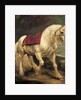 A bridled grey stallion, with a saddle cloth and partially plaited mane: a modello by Anthony van Dyck