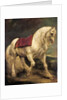 A bridled grey stallion, with a saddle cloth and partially plaited mane: a modello by Anthony van Dyck