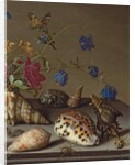 Flowers, shells and insects on a stone ledge by Balthasar van der Ast