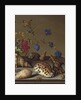 Flowers, shells and insects on a stone ledge by Balthasar van der Ast
