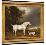 Appaloosa Horse and spaniel, 1807 by Thomas Weaver