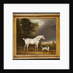 Appaloosa Horse and spaniel, 1807 by Thomas Weaver