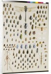 One hundred and fifty insects, dominated at the top by a large dragonfly by Marian Ellis Rowan