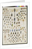 One hundred and fifty insects, dominated at the top by a large dragonfly by Marian Ellis Rowan