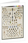 One hundred and fifty insects, dominated at the top by a large dragonfly by Marian Ellis Rowan