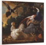 A peacock, poultry and a magpie in a landscape, 1720 by Abraham Bisschop