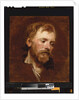 A bearded man, a study by Anthony van Dyck