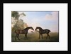 Two Hunters out at Grass by George Stubbs