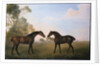 Two Hunters out at Grass by George Stubbs