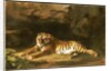 Portrait of the Royal Tiger, c.1770 by George Stubbs