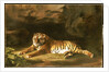 Portrait of the Royal Tiger, c.1770 by George Stubbs