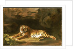 Portrait of the Royal Tiger, c.1770 by George Stubbs